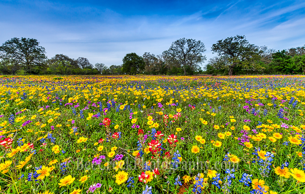 Field-of-colorful-wildflowers-d82-8996 – Community Baptist Church